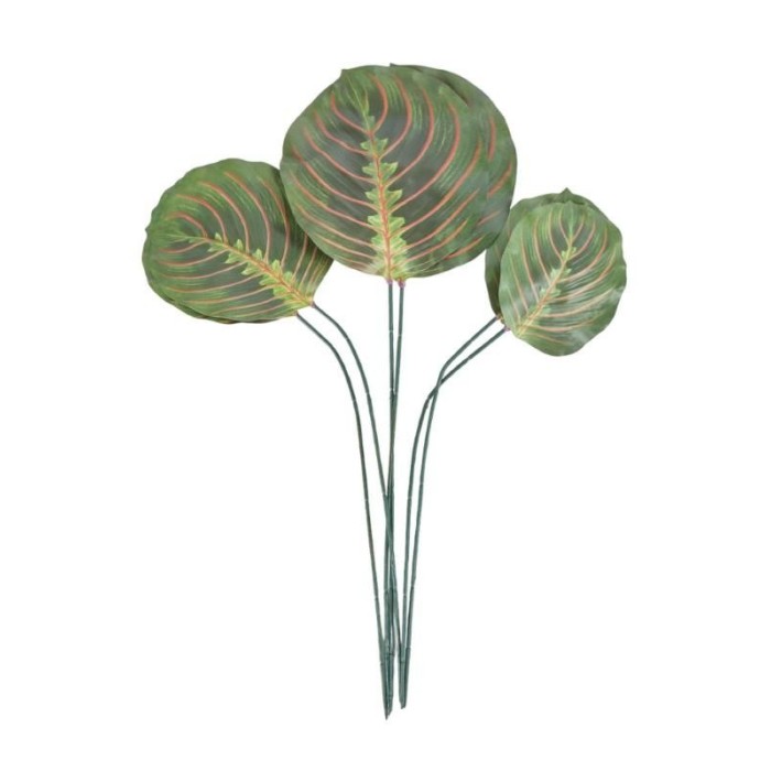 SET 6 FOGLIE MARANTA LEUCONE 3